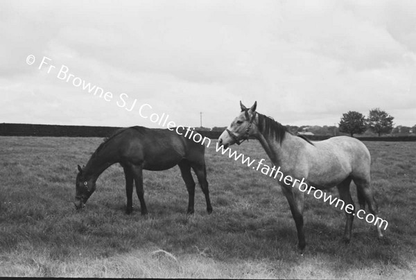 SHESLOON STUD   HORSES WITH ANDY MURRAY THE STUD GROOM